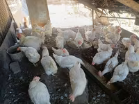 Brahma — foto 4