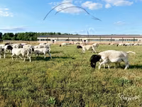 Baran, Dorper sheep — zdjęcie 2