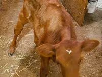 Krowa, Krowa limuzyńska — zdjęcie 4