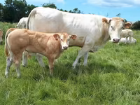 सांड, Blonde d’Aquitane cattle — फ़ोटो 3