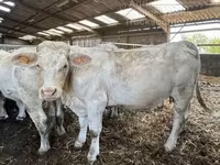 Krowa, Charolais cattle — zdjęcie 2