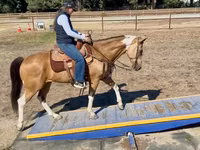 Mare, Quarter Horse — photo 6