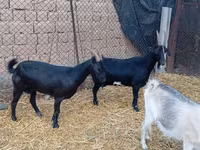 Billy Goat, Saanen goat — photo 1