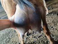 Kozioł, Nubian Goat — zdjęcie 3