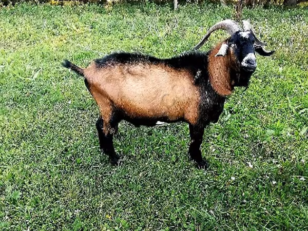 Kozioł, Czech Brown Shorthaired goats — Rosja