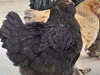 Brahma — photo 3
