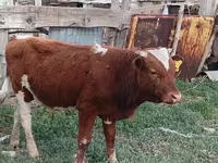 Krowa, Latvian Blue cattle — zdjęcie 1