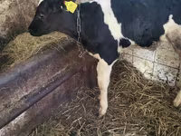Bull, Holstein breed — photo 1