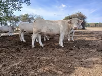 Krowa, Charolais cattle — zdjęcie 5