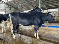 Cow, Holstein breed — photo 2