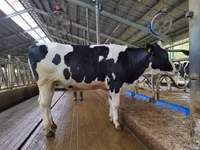 Cow, Holstein breed — photo 4