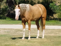 Caballo, Palomino — foto 7