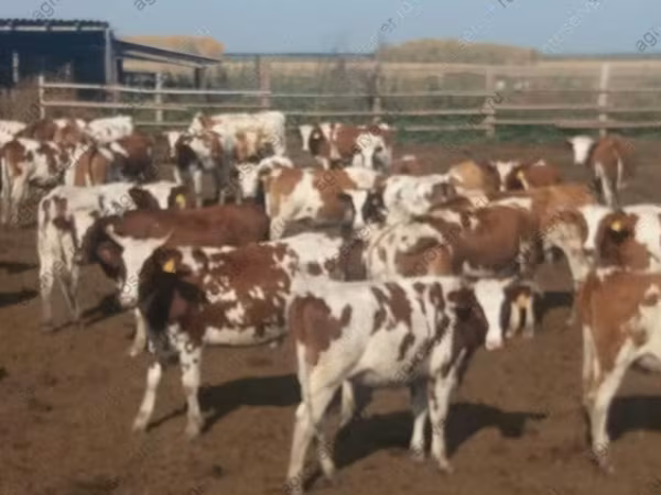 Krowa, Simmental cattle