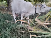 Cabra, Cabras — foto 4