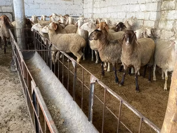 Owca, Awassi sheep