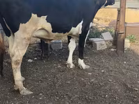 Kuh, Russian Black pied cattle — Foto 8