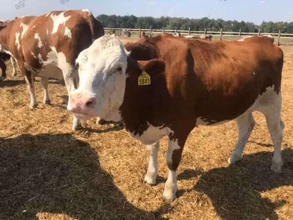 Cow, Holstein breed