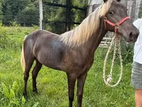 Kobyła, Rocky Mountain Horse — zdjęcie 2