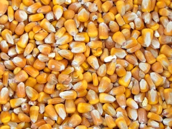КУКУРУЗА кормовая