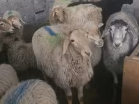 Sheep, Tian-Shan semifinewool sheep — photo 1