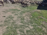 Baran, Hissar sheep — zdjęcie 2