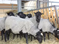 كبش, Precoce sheep — الصورة 5