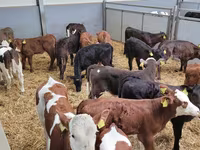 Bull, Holstein breed — photo 5