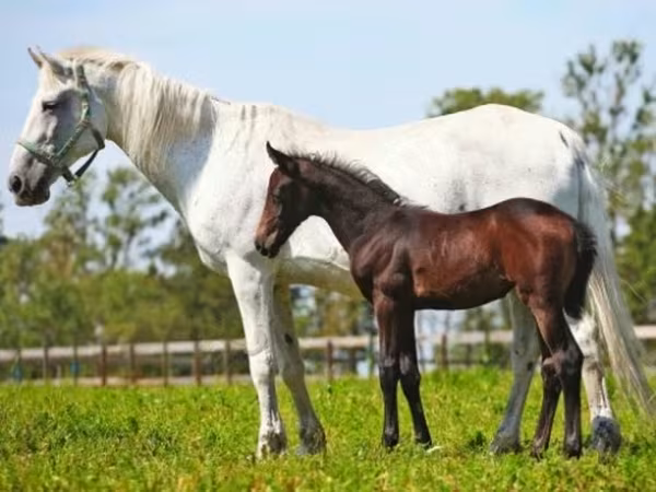 Kobyła, Orlov Trotter — Rosja