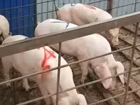 Byk, Bydło — zdjęcie 1