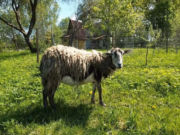 Ziege, Kejobong goat