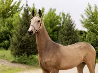 Yegua, Akhal-Teke — foto 1