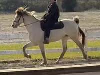 Koń, Rocky Mountain Horse — zdjęcie 5