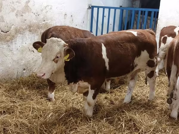 Bull, Simmental cattle