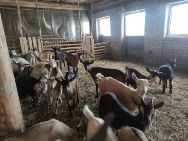 Koza, Kozy — Rosja