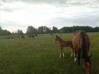 Mare, Percheron — photo 7