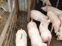 Säue, Schweine — Foto 7