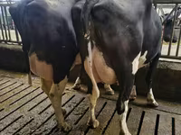 Cow, Holstein breed — photo 4
