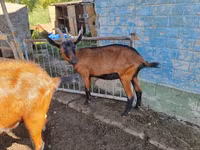 Koza, Alpine goat — zdjęcie 1