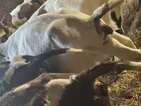 Byk, Simmental cattle — zdjęcie 5