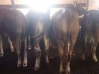 Bull, Cattle — photo 3