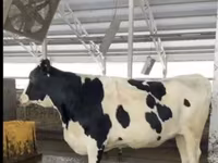 Kuh, Holstein-Rasse — Foto 4