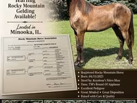 Caballo, Rocky Mountain Horse — foto 1