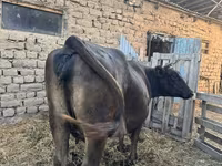 Cow, Swiss cattle — photo 1