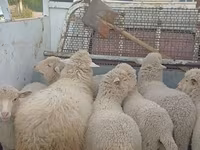 Owca, Merino sheep — zdjęcie 4