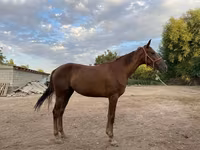 Kobyła, Canadian horse breed — zdjęcie 2