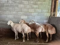 Schaf, Afghan Arabi sheep — Foto 3