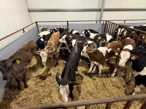 Byk, Simmental cattle — Polska