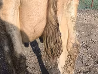 Kuh, Swiss cattle — Foto 1