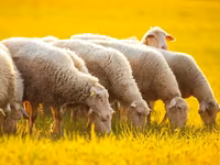 母羊, Sheep — 照片 1