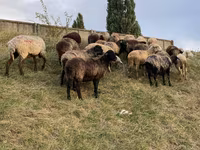 Owca, Owce — zdjęcie 5